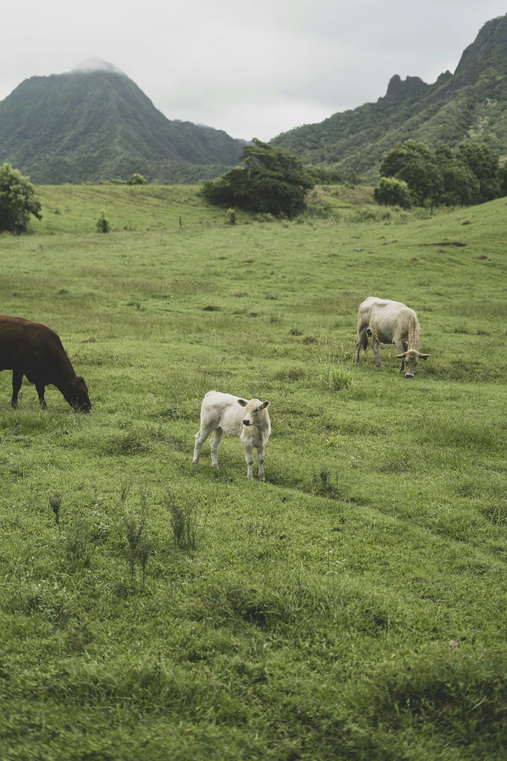 Farm-land-img