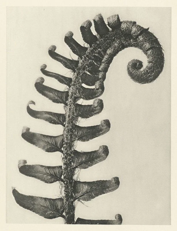 Fern-img