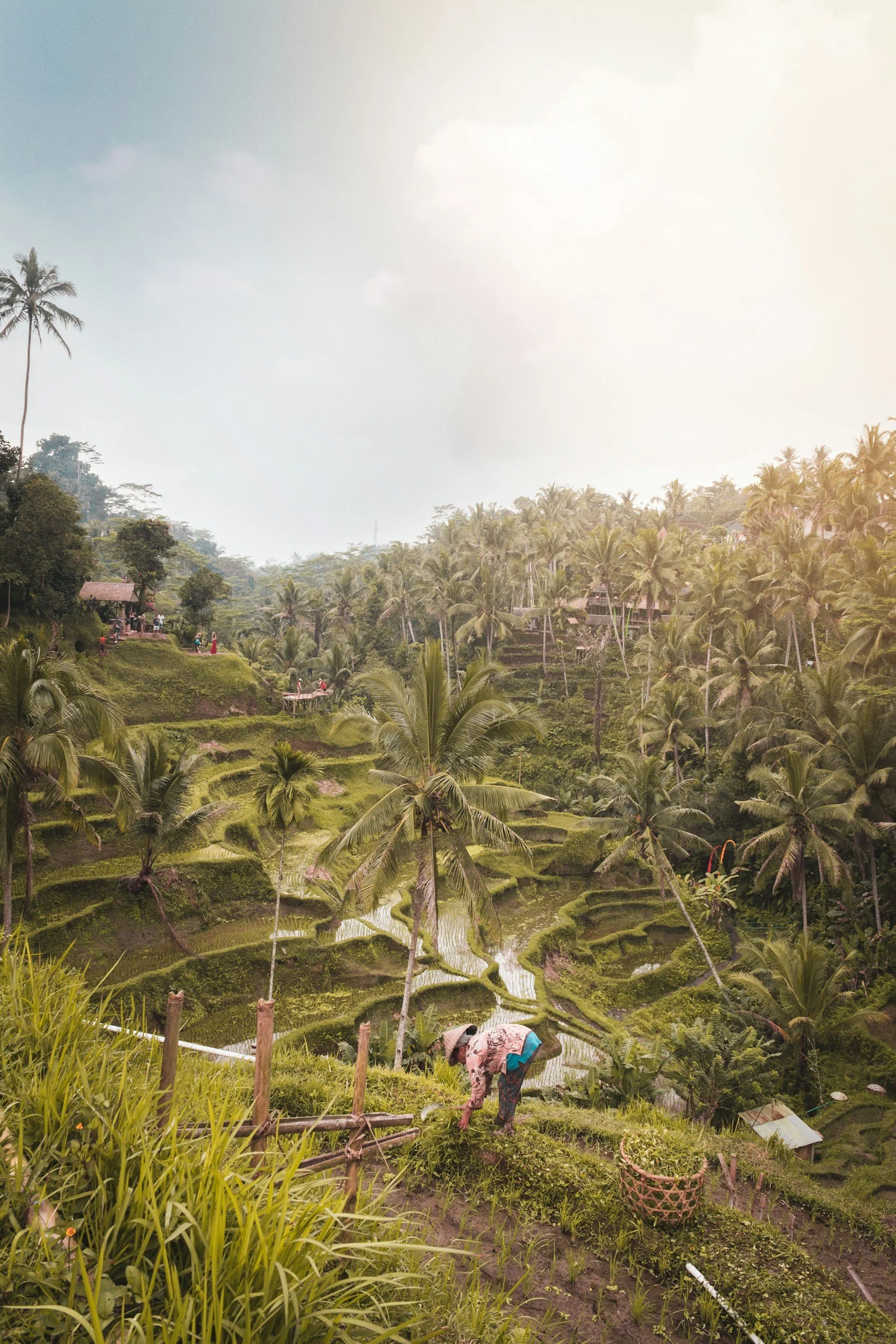 rice-field-Bali-img