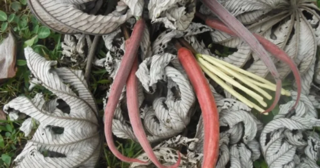How Does a Fallen Leaf Become Contemporary Art? Inside the Making of a Botanical Collage!