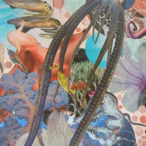 Octopus and Squid