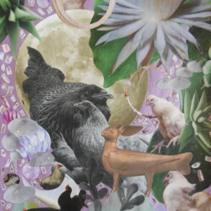 Moon Chicken Fantasy with Blackbirds