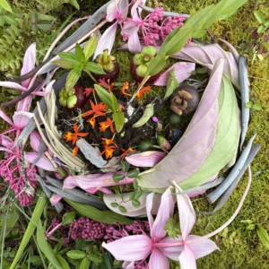 Medinilla Magnifica