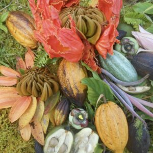 African Tulip Flower with Cacao Pods