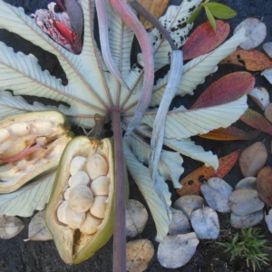 Dried Cecropia Leaf with Malabar Chestnut